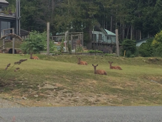 deer family